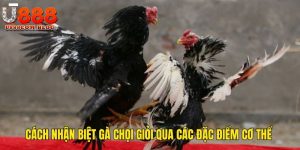 Cách Nhận Biết Gà Chọi Giỏi Qua Các Đặc Điểm Cơ Thể Tại U888