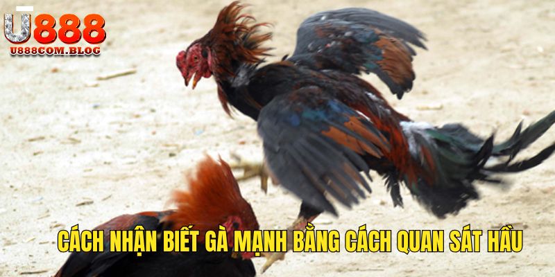 Quan sát hầu của chiến kê để phát đoán sức mạnh