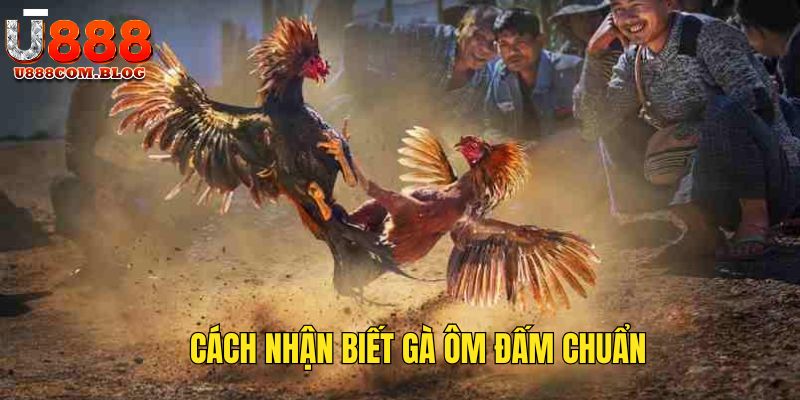 Hướng dẫn nhận diện chiến kê có đặc điểm ôm đấm