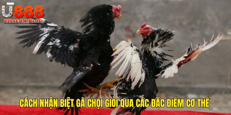 Cách Nhận Biết Gà Chọi Giỏi Qua Các Đặc Điểm Cơ Thể Tại U888