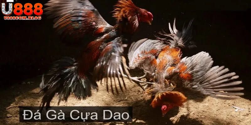 Chiến thuật chơi chỉ có thắng