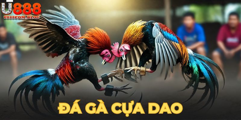 Đá Gà Cựa Dao - Luật Chơi Cùng Quy Định Tham Gia Tại U888