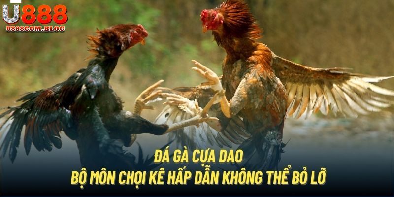 Sơ lược đá gà cựa dao