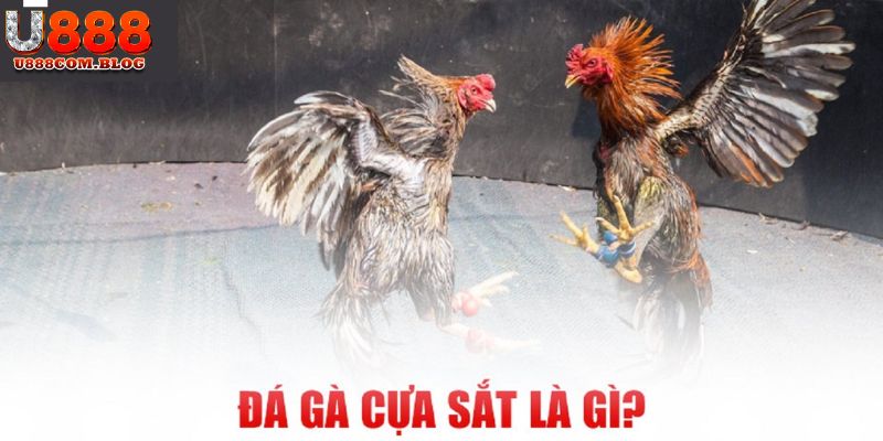 Giới thiệu đá gà cựa sắt