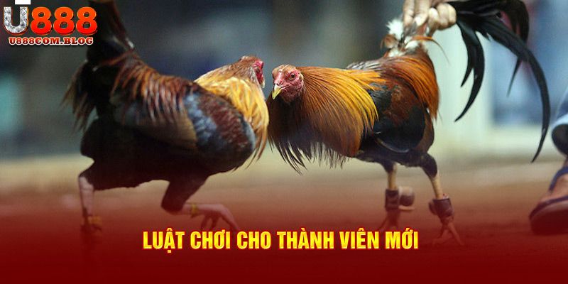 Luật đấu mới nhất hiện nay